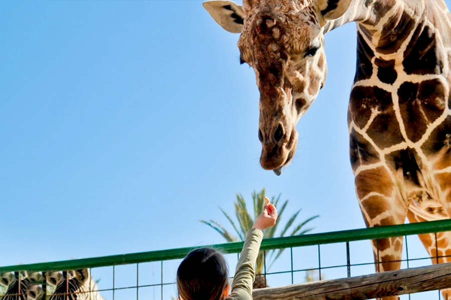 Riyadh Zoo.